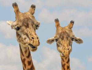 zoo-dresden